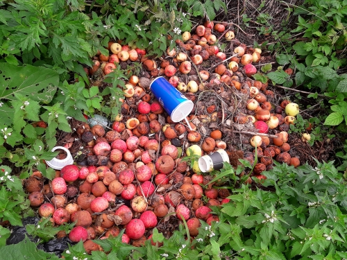 Свалка яблок у дороги в частном секторе деревни Губайлово.
